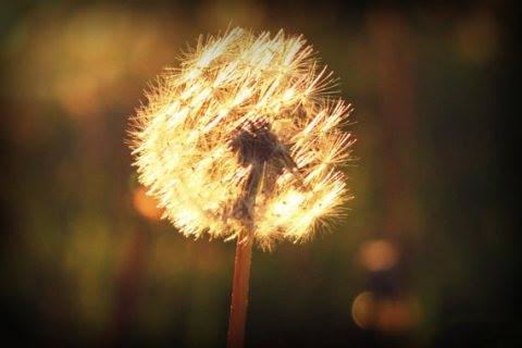 My Mama Called Them Wish Flowers