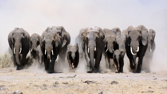 Heards of Elephants Running by Gracie Berry
